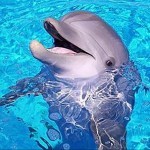 Киты и дельфины (статья первая)